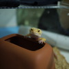 ヒョウモントカゲモドキ