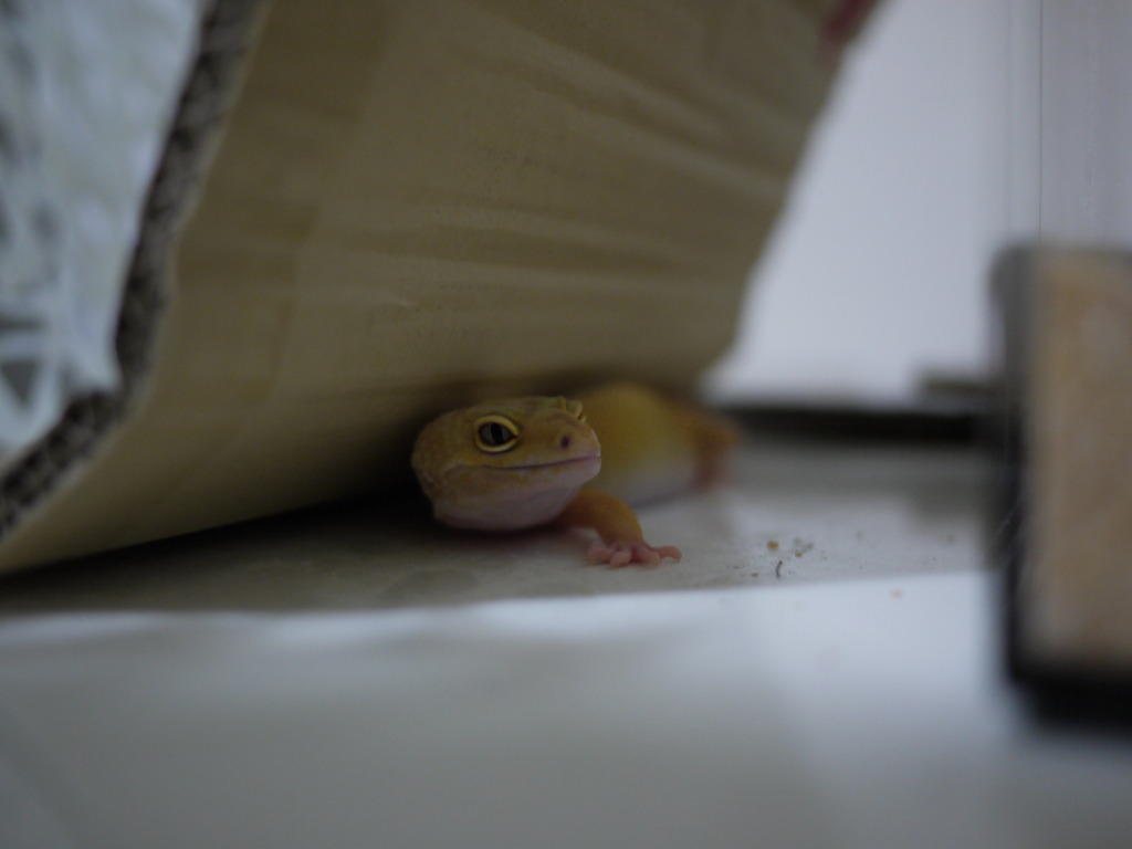 ヒョウモントカゲモドキ