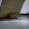 ヒョウモントカゲモドキ