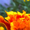 黄色の花