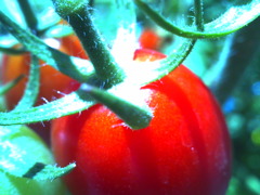 tomato