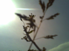 sun and plant