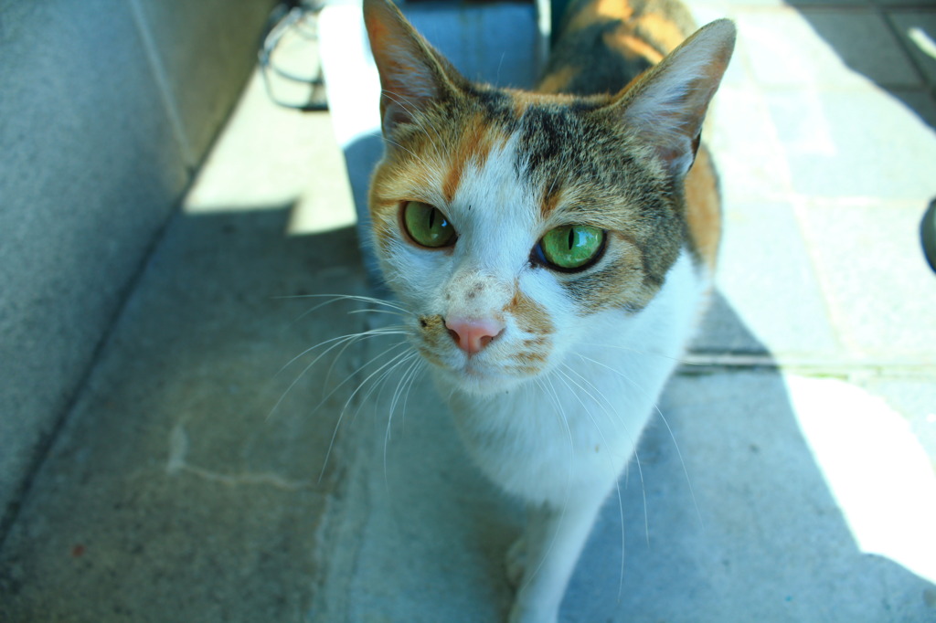 奈良県の美猫