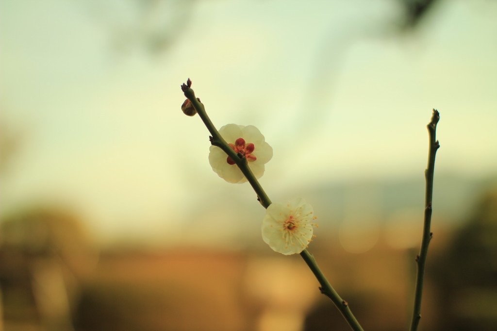 梅と桜の区別を教えて