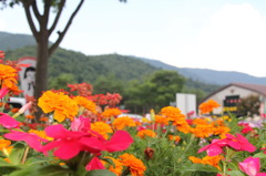 河口湖　flowers