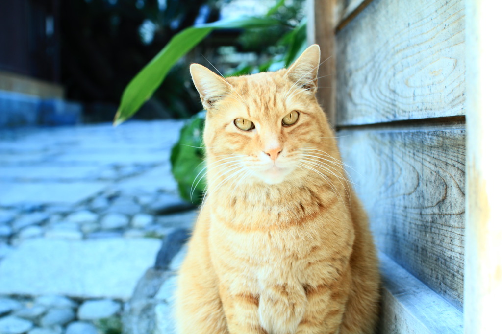 江ノ島キャット