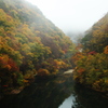 autumn leaves