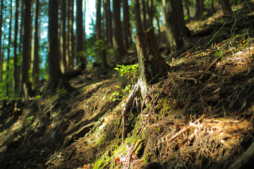 山道