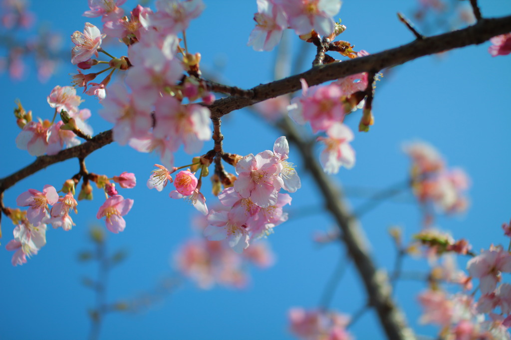 Rebirth Of SpringTime