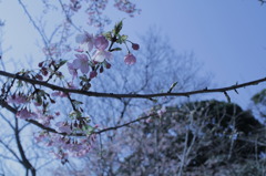 江ノ島の桜？梅？