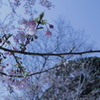 江ノ島の桜？梅？