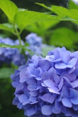 アジサイの花