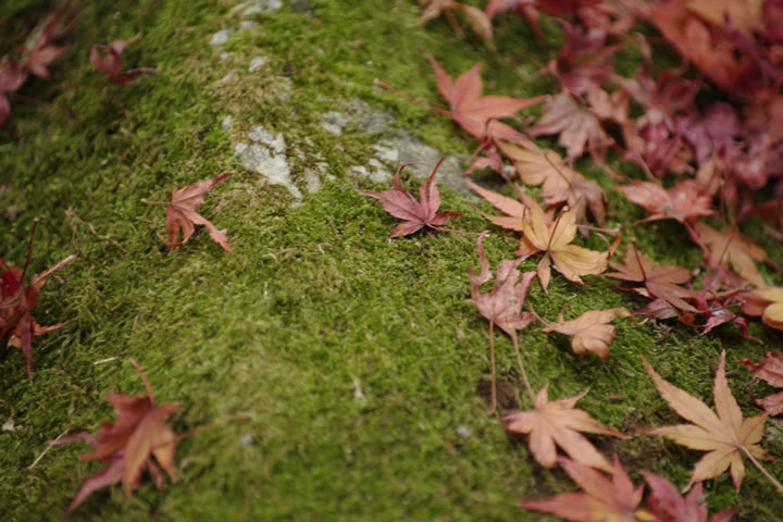 苔上の赤