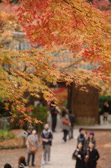 大興善寺の紅葉