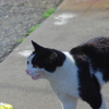 観光地の猫