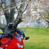 さくらとバイク
