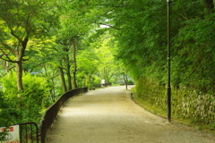 散歩道①