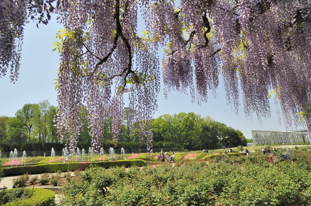 ゴールデンウイーク　ふじの花