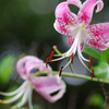 神代植物公園　ゆり　