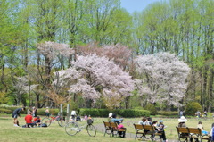 ある春の日曜日の公園