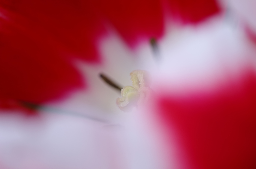 春の粧