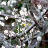 花蜜が好きです。