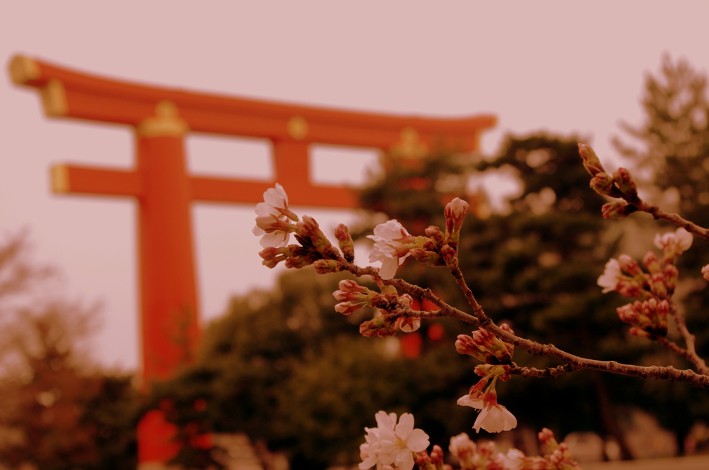 鳥居と桜