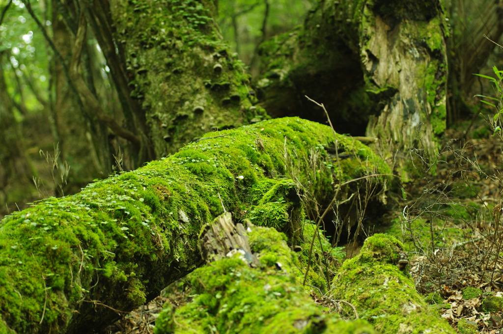 苔生す森