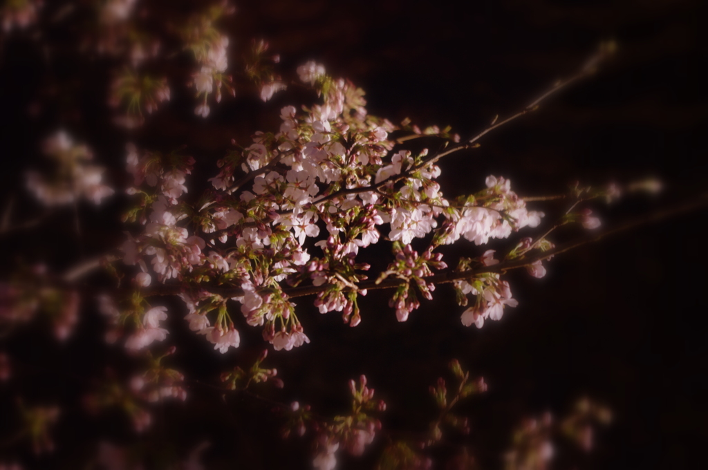 きれいやけど夜は寒いぜよ
