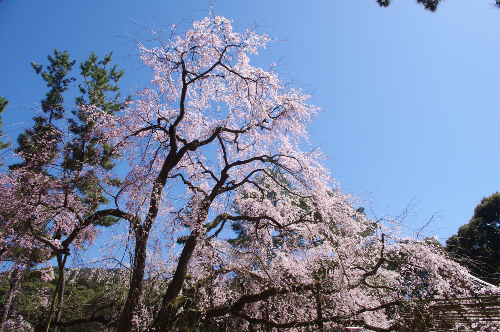 醍醐の桜