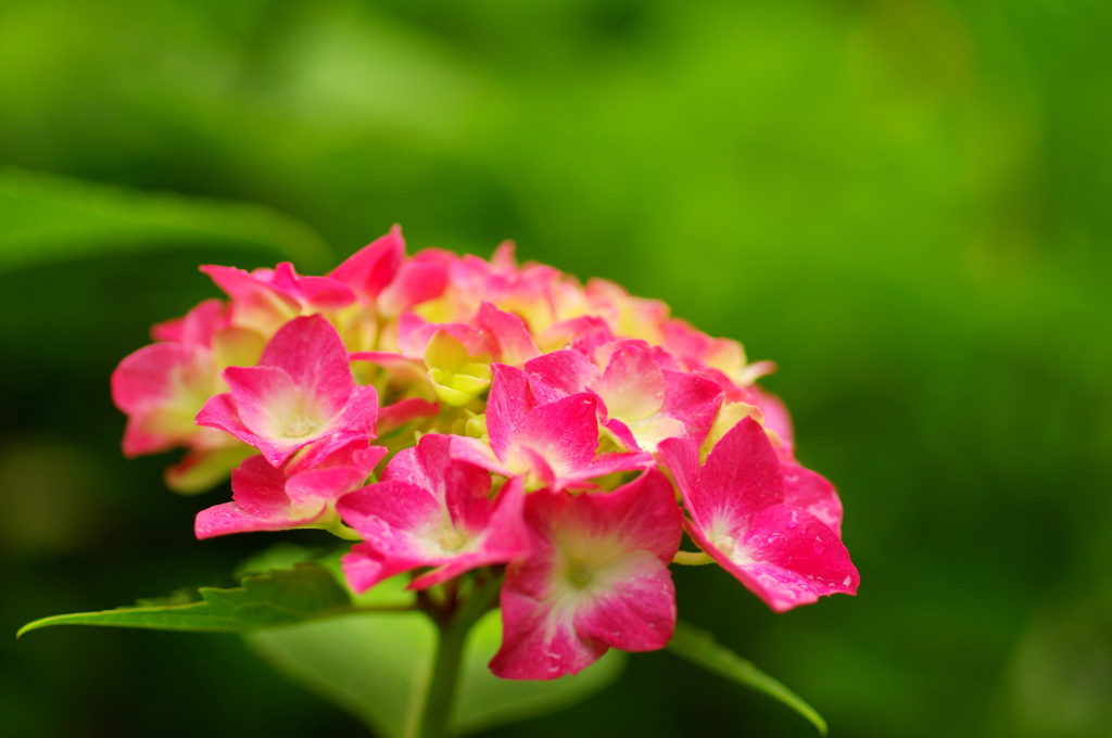 紫陽花