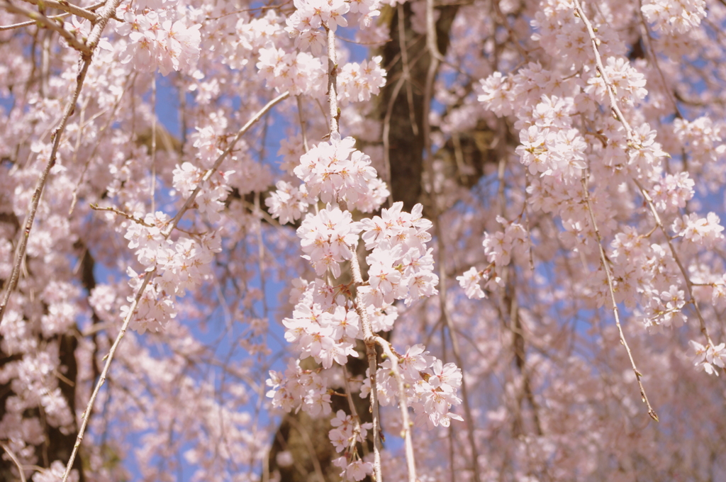 醍醐の桜