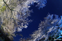 夜桜満開