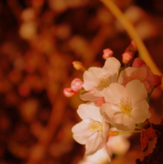 夜桜