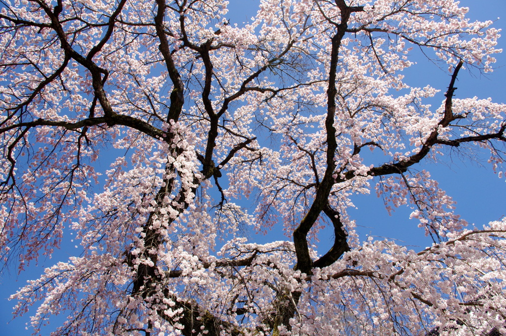 花の醍醐