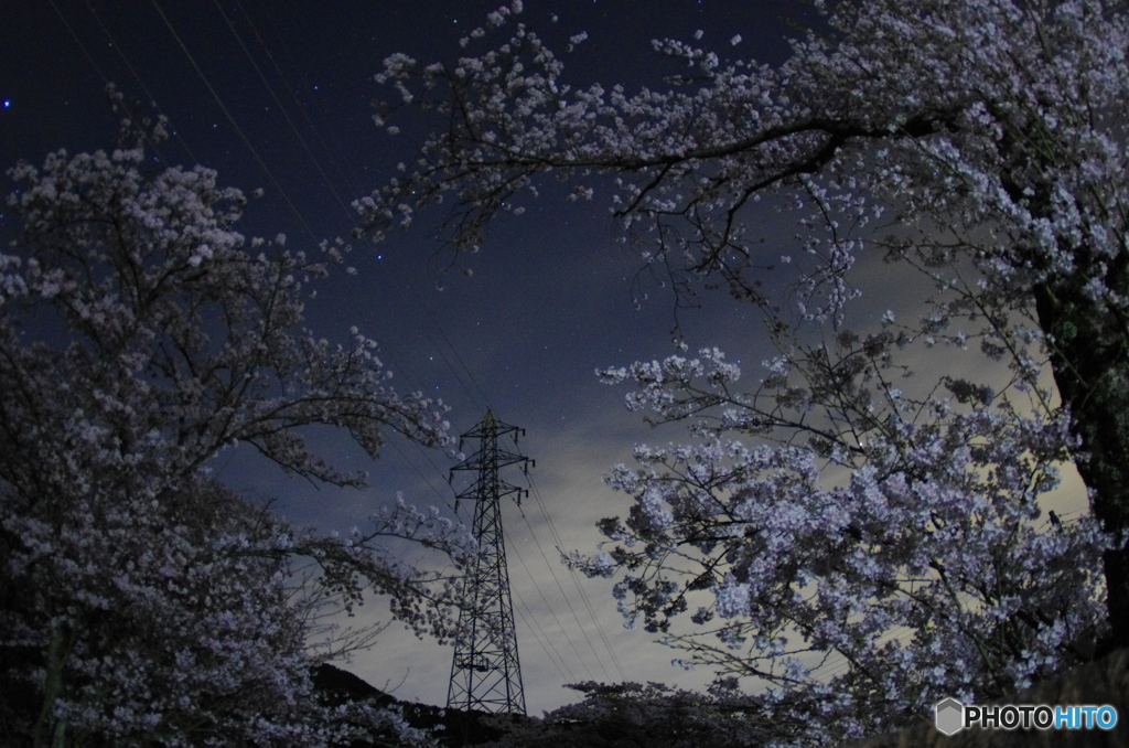 鉄塔も夜桜で華やかに