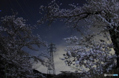 鉄塔も夜桜で華やかに