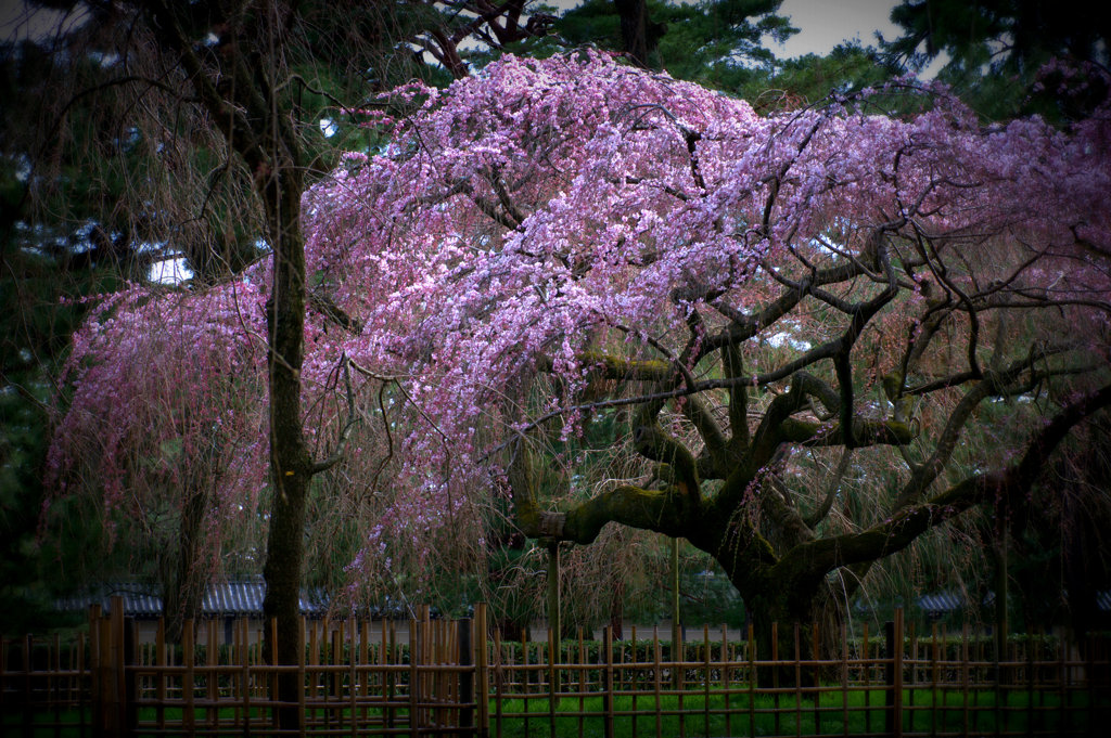 今年も桜の季節がやってきました。