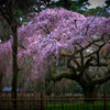 今年も桜の季節がやってきました。