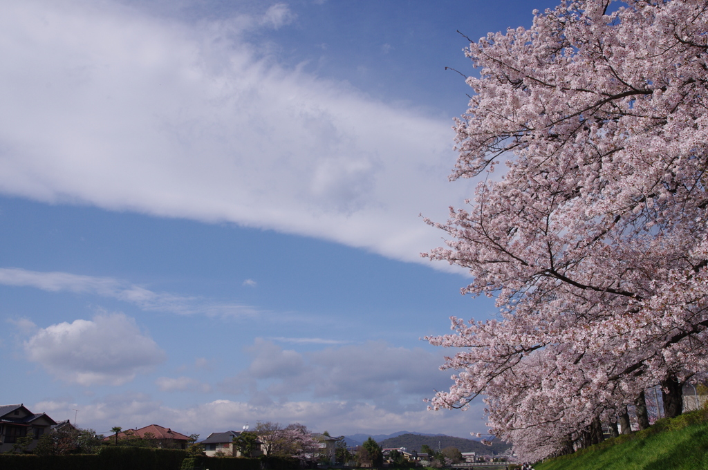 ソラ雲サクラ