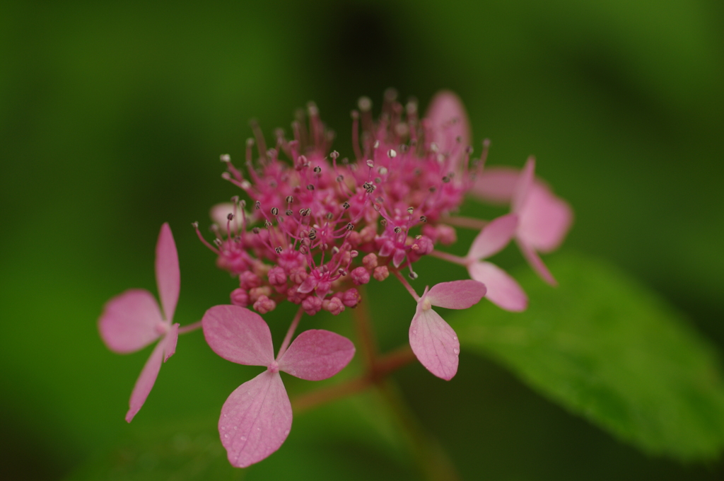 紫陽花