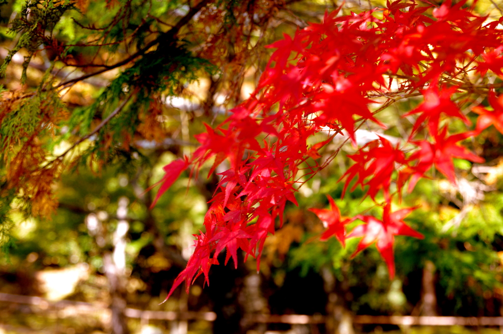 神護寺の紅葉