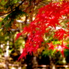 神護寺の紅葉