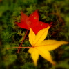 紅葉2色添え