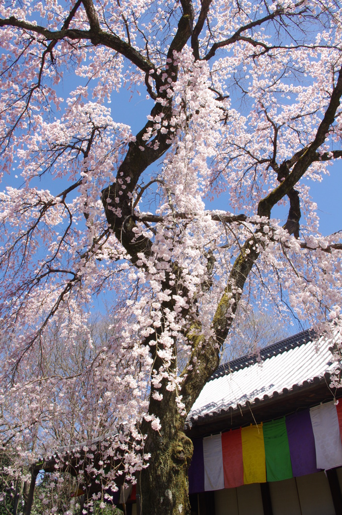 醍醐　報恩院