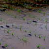 雨の日の田植え