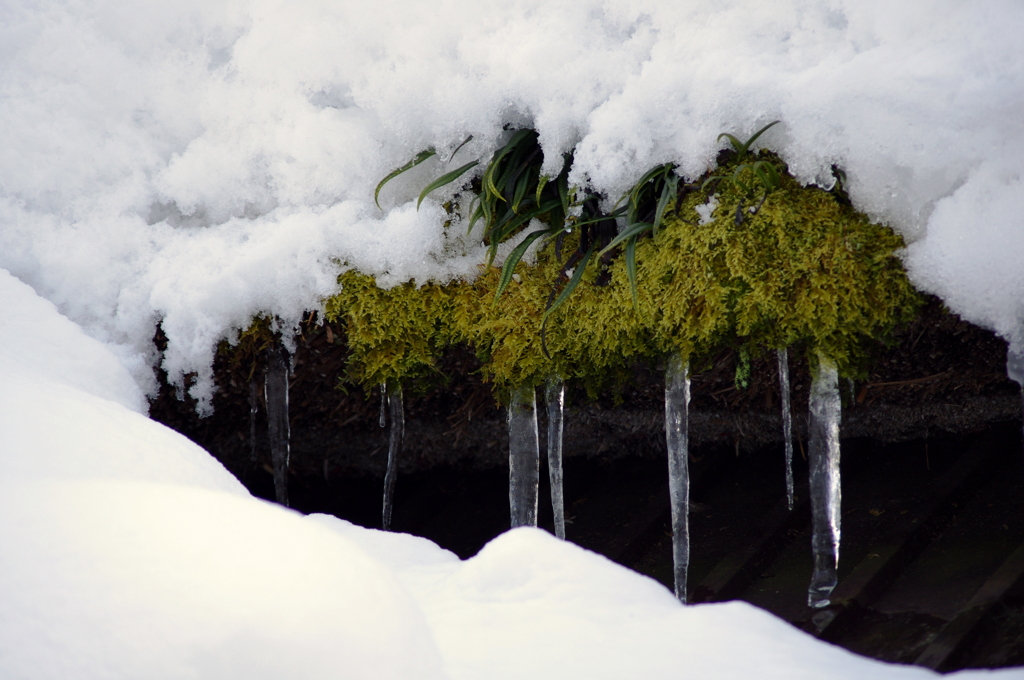 雪融け