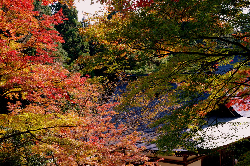 神護寺の紅葉