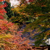 神護寺の紅葉