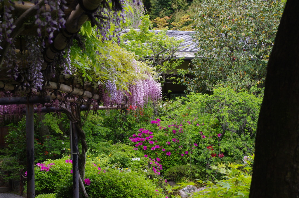 退蔵院